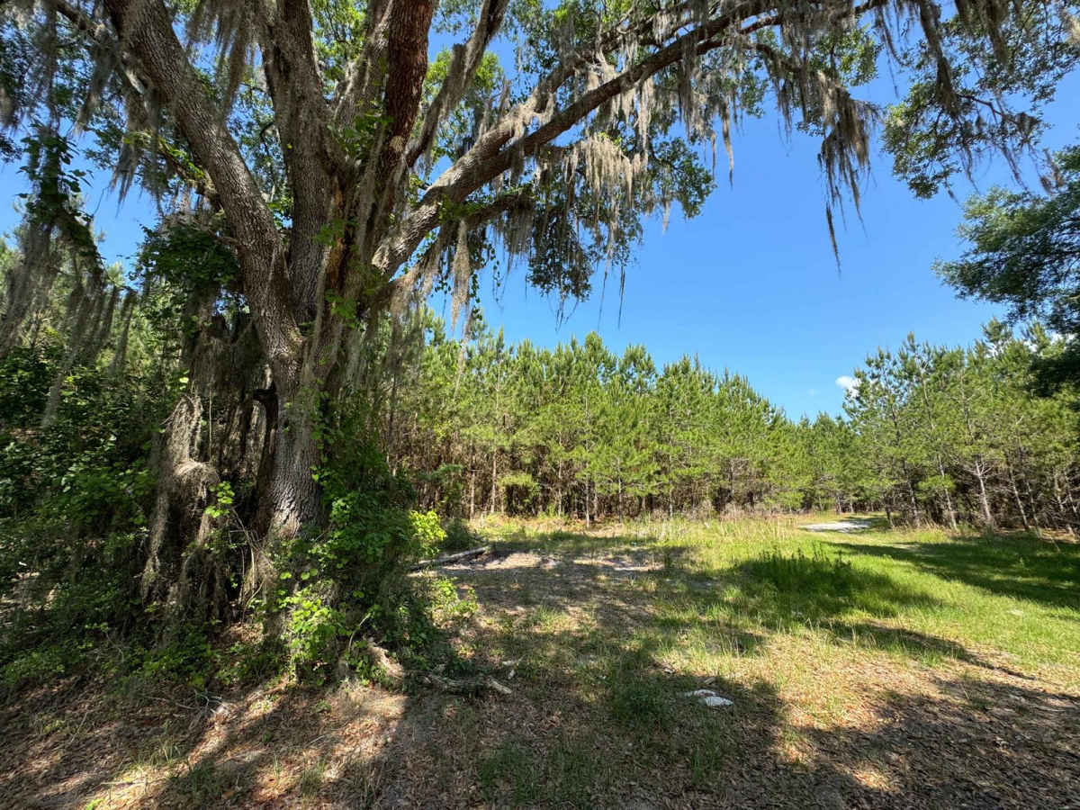 Fish Camp Road - CR2082 Connector photo 2