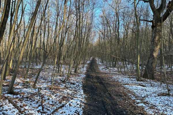 Locust Gap 67