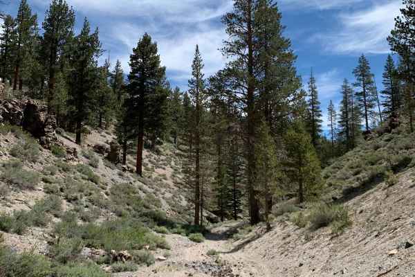 Dry Creek Gulch (28E210)