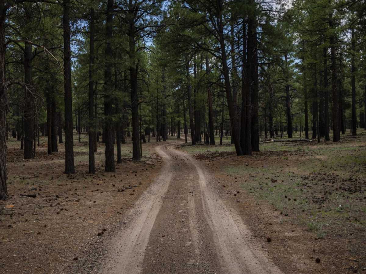 Beale's Wagon Road photo 5