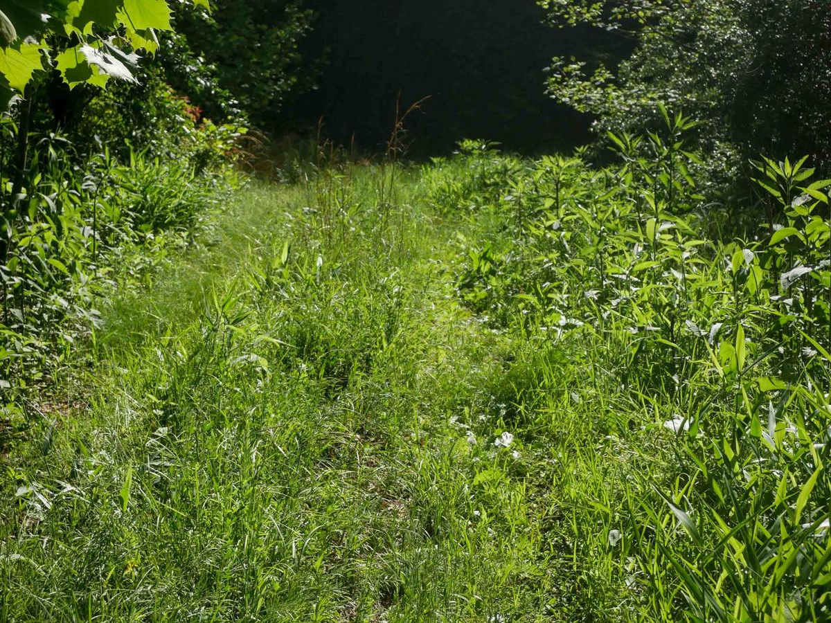 CC90 photo 6