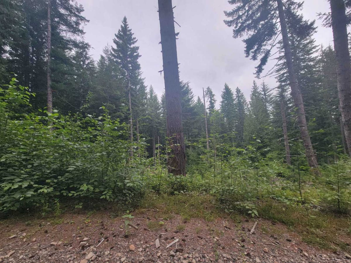 Mesatchee Creek Offroad Trail photo 4