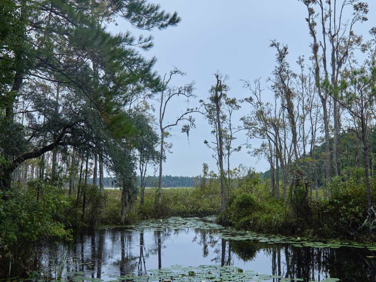 Bonneau Ferry WMA - Waterfowl Loop trail photo