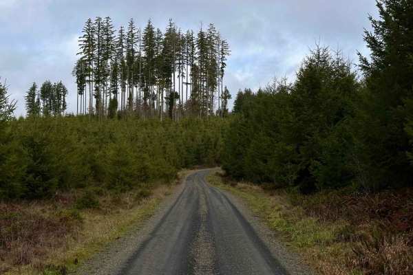 Capitol Forest D-1000
