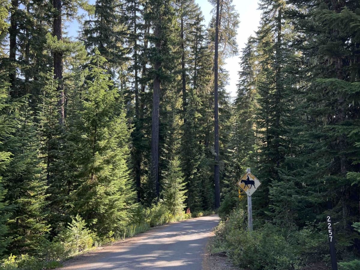 Horn Creek 2257 trail photo