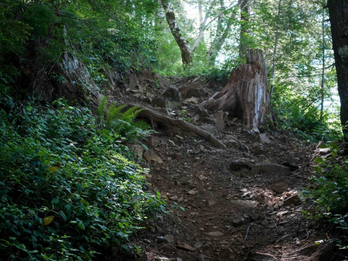 #54 trail photo
