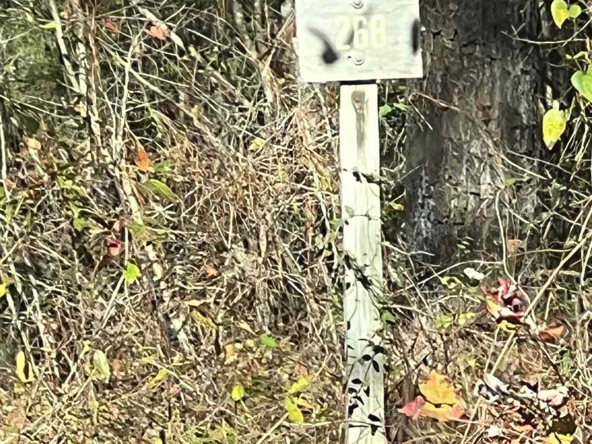 County Road 81 - FS 268 trail photo