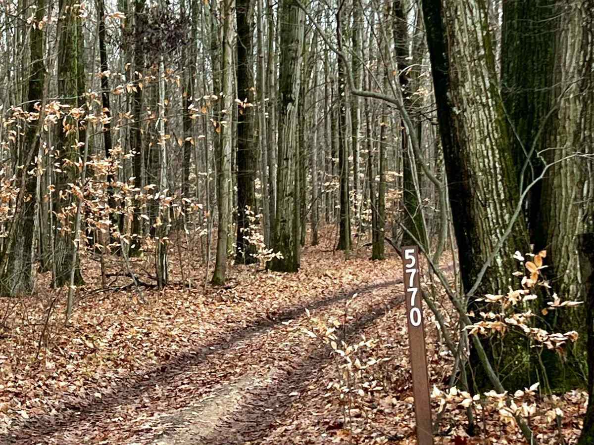 Beaver Lookout Trail (NFS 5770) trail photo