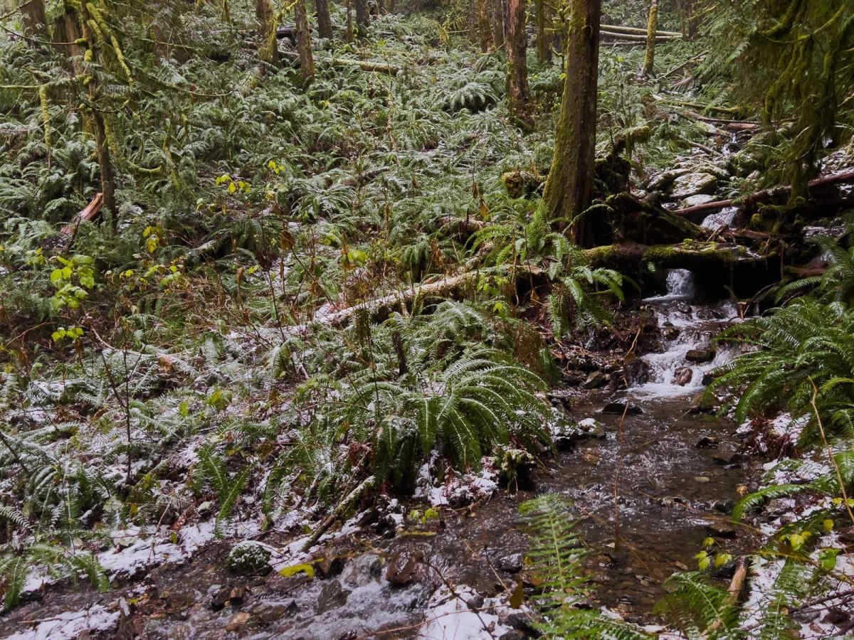 The Ferns on French Creek photo 4