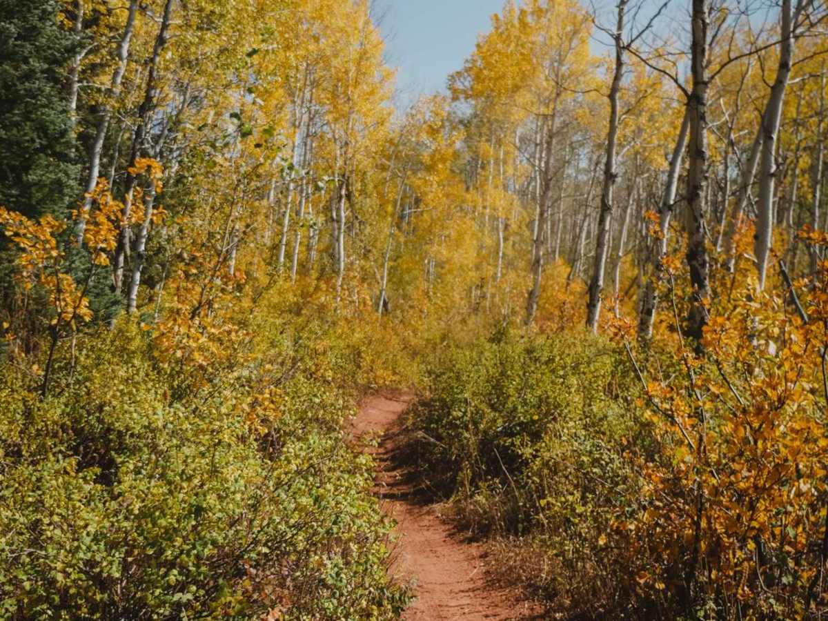 North Fork Cattle Creek Trail photo 2
