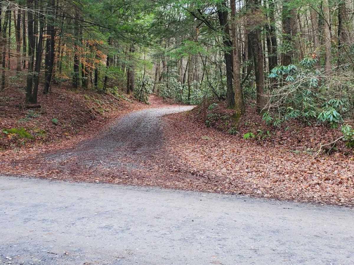 Cold Mountain - FSR 295 trail photo