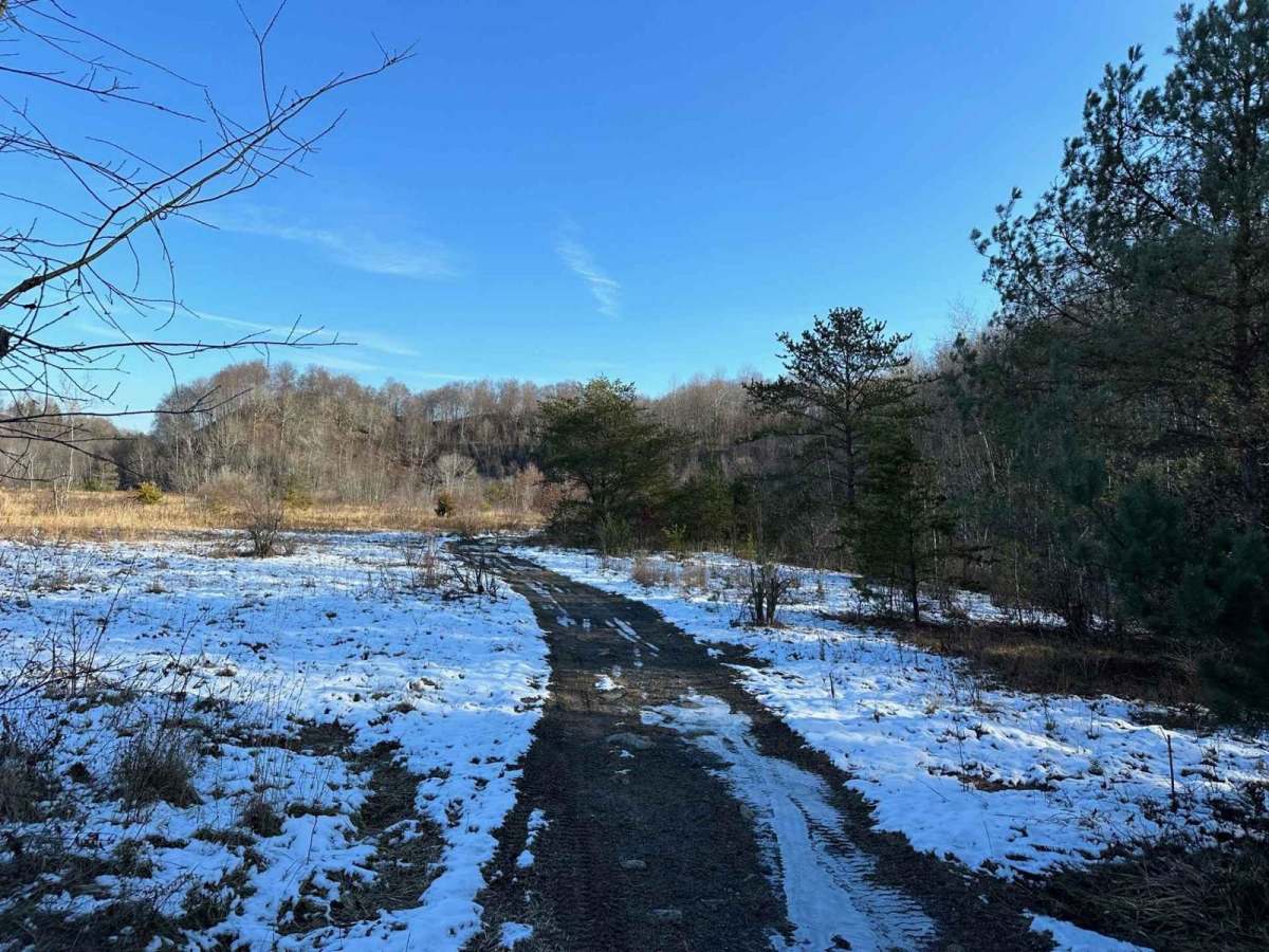 Locust Gap 61 photo 5
