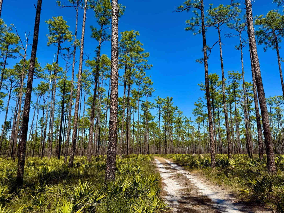 FS 304-D trail photo