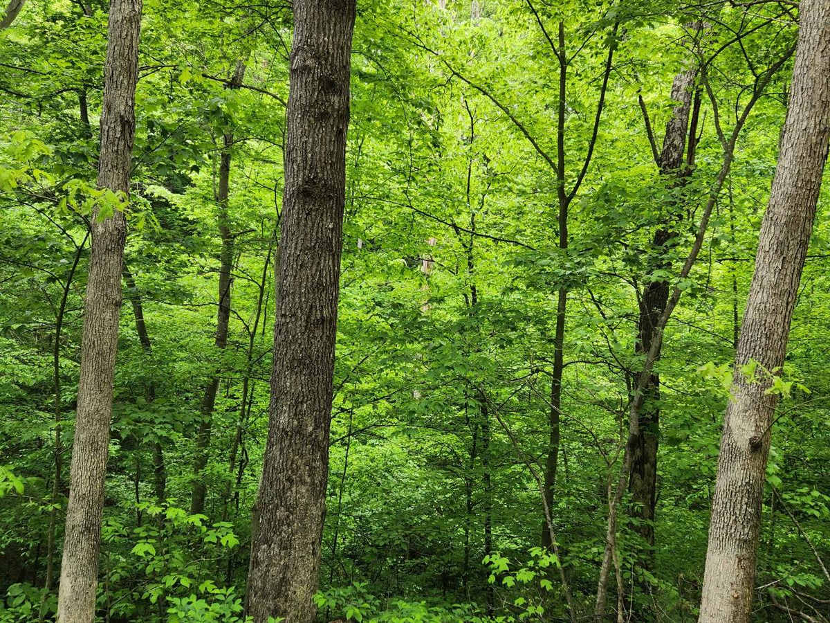 Forest Road 16 photo 4
