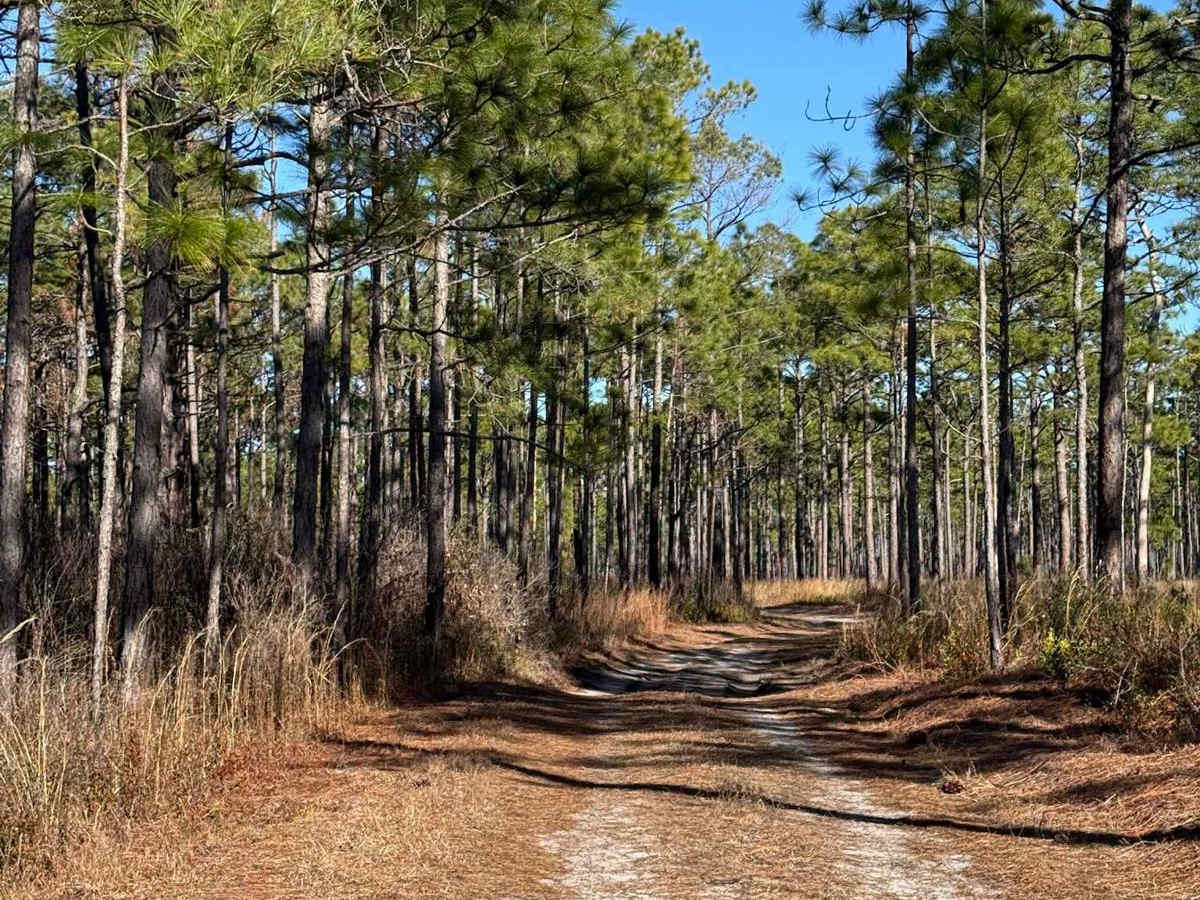 Pettiford Creek Trail 1 photo 3