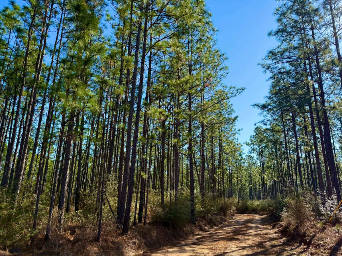 Florida State R81 photo 2