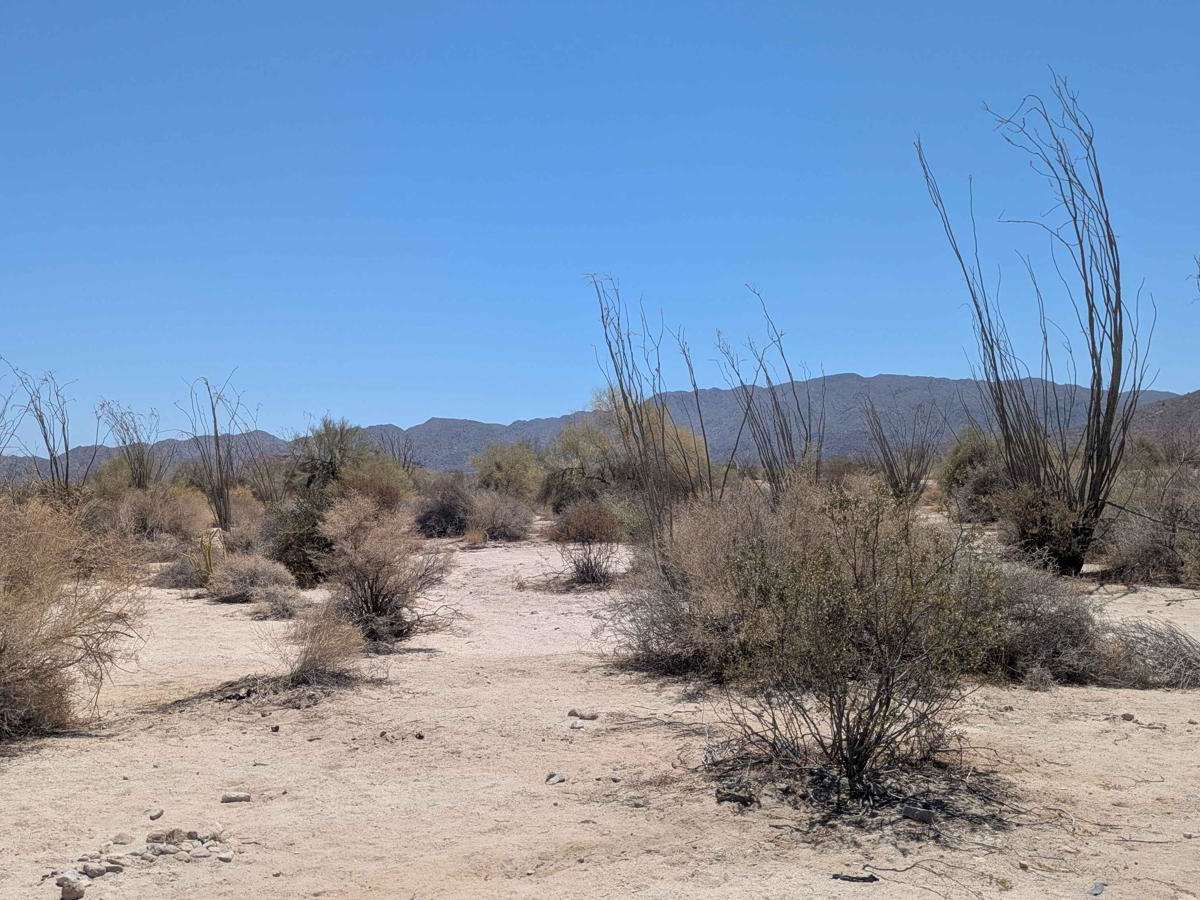 Palo Verde Run trail photo
