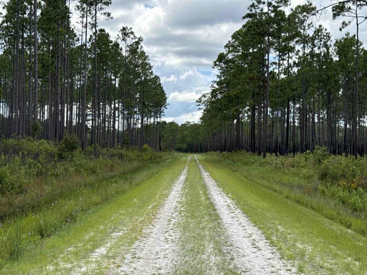 Big Gum Trail - Osceola NF 211 photo 5