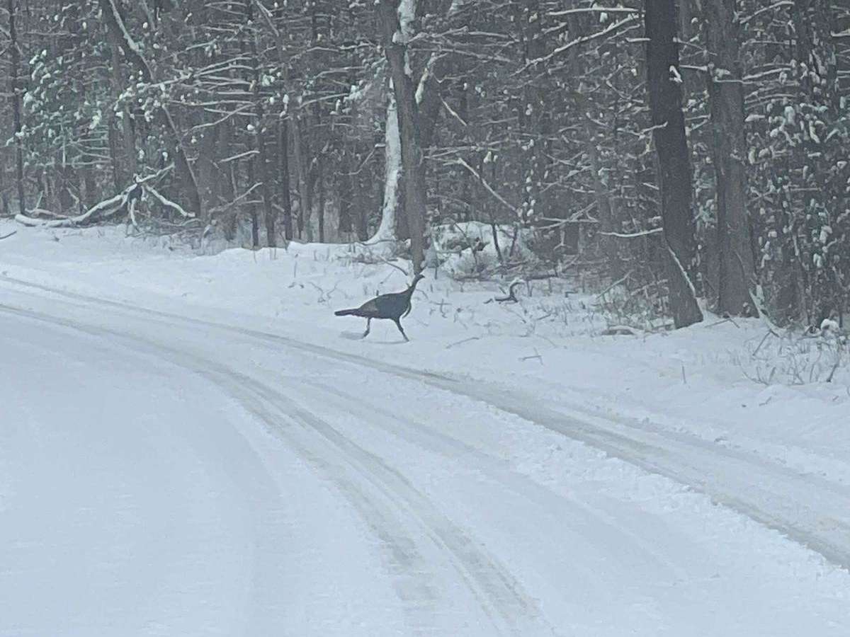 Allegan Trap Trail photo 5