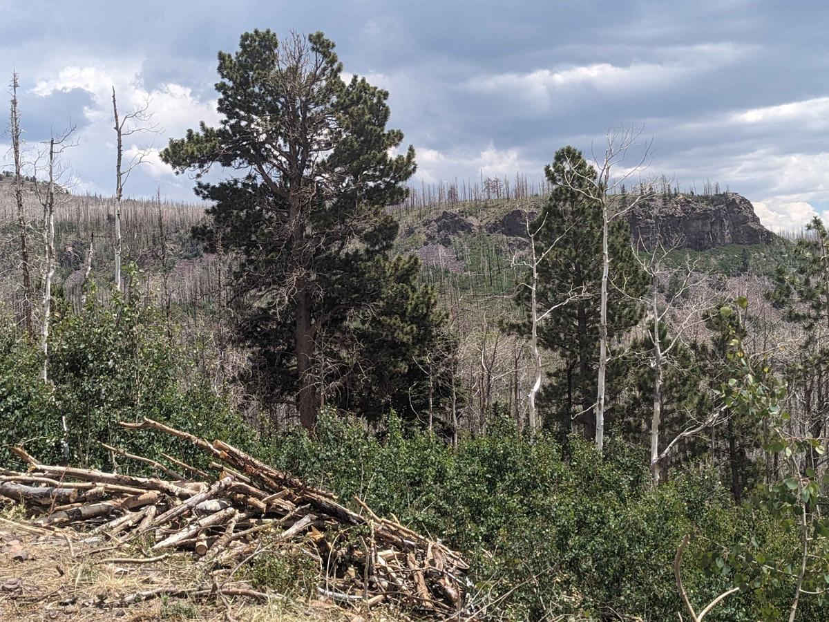 Markagunt Plateau-Clear Creek FS 30050 photo 4