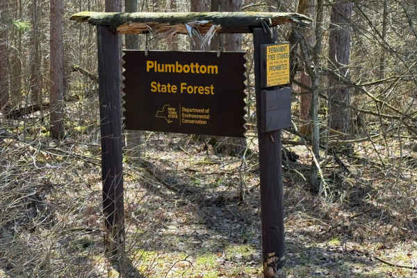 Plumbottom Reddy Forest Road
