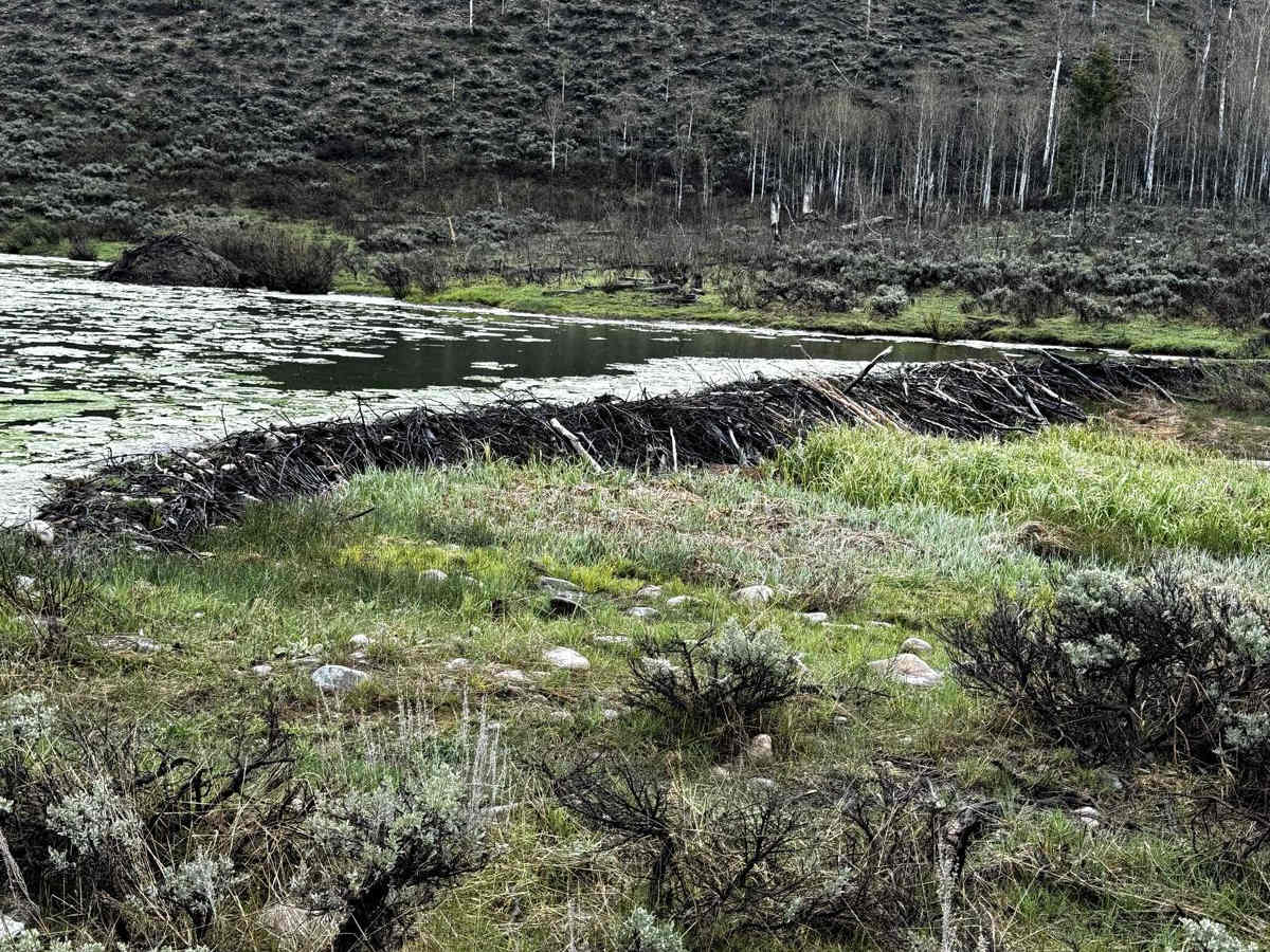 Strawberry River Road photo 6