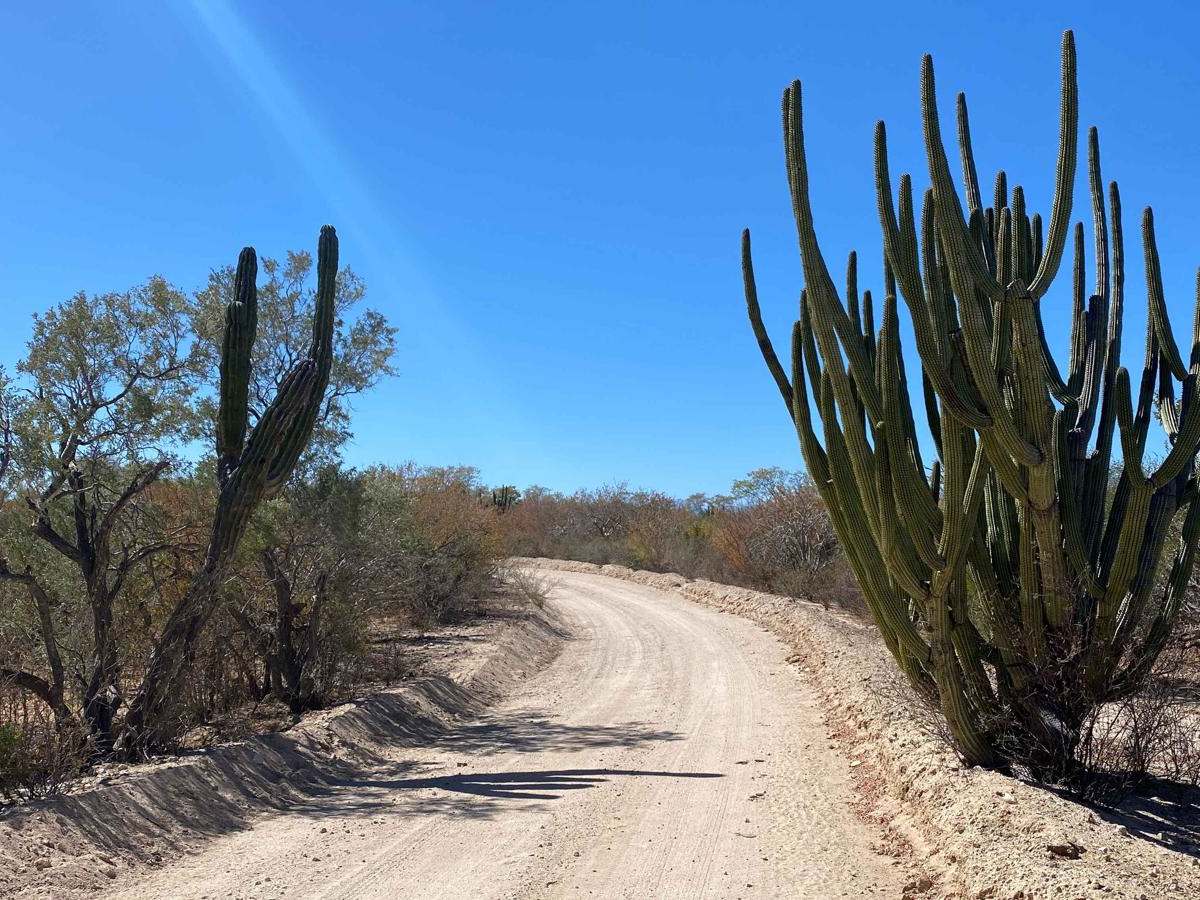 El Encinal trail photo