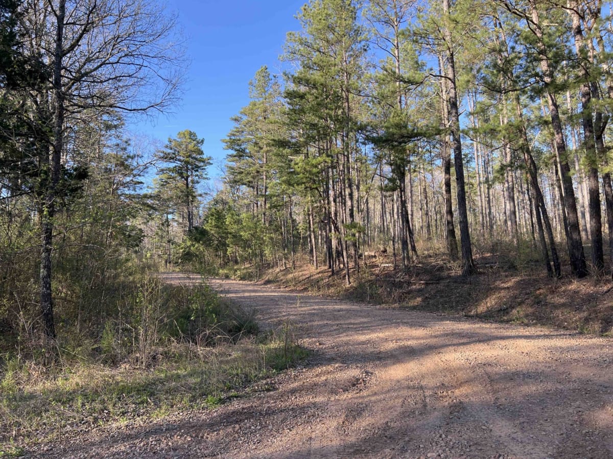 Road 58/FSR 1004 photo 2