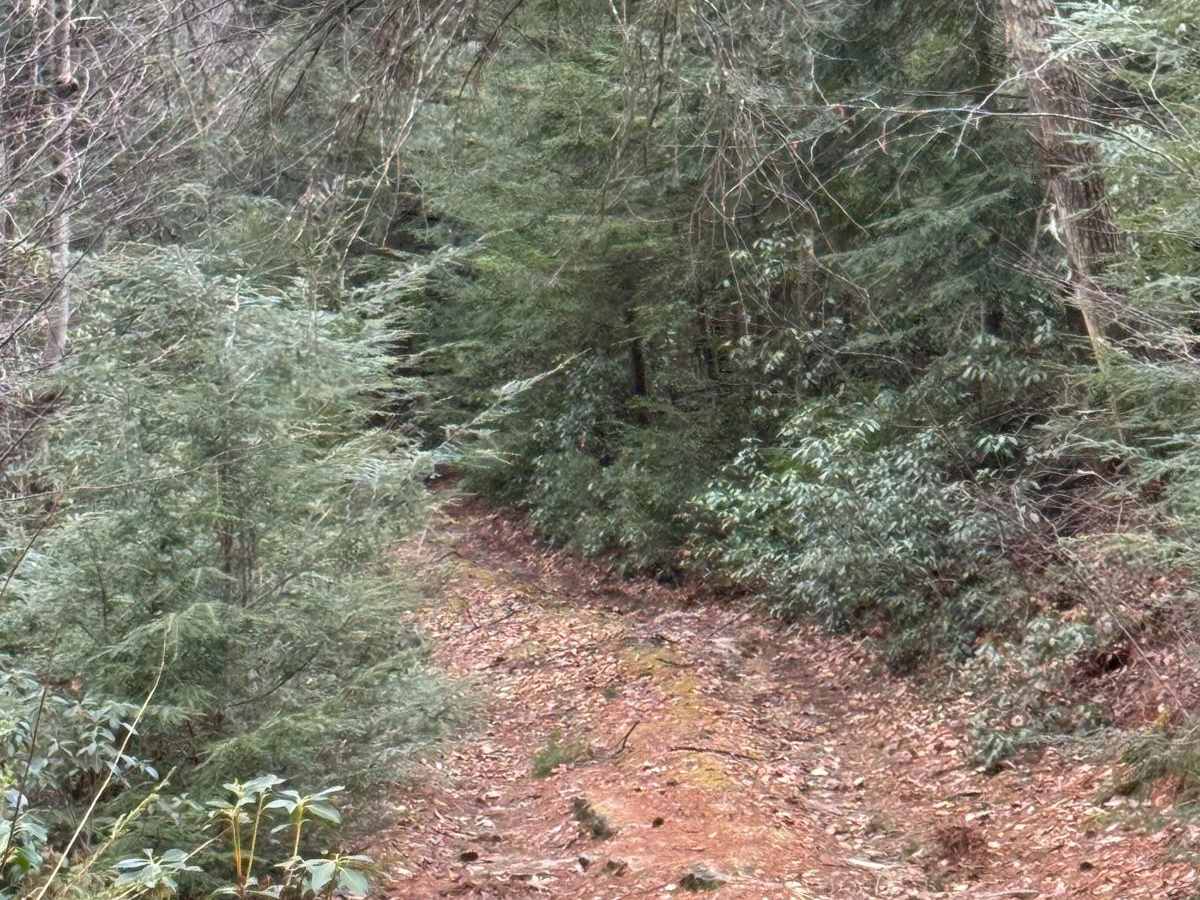 Wolf Run Road photo 6