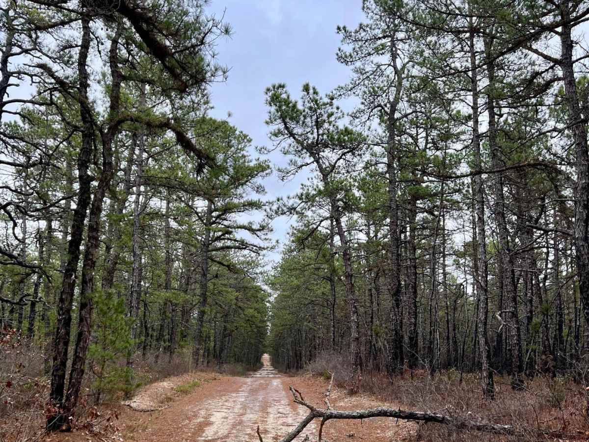Bear Swamp Hill Loop photo 4