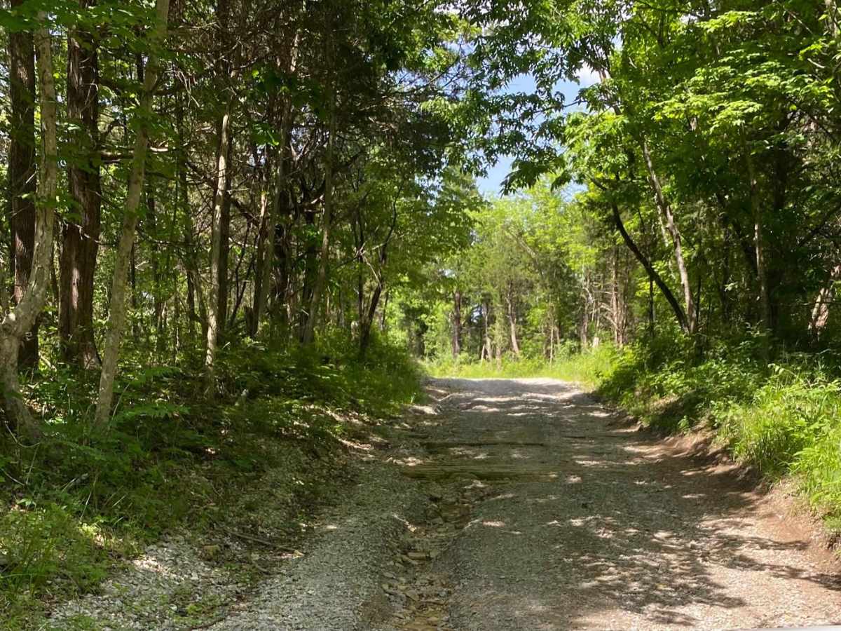 Bee Camp Road photo 3