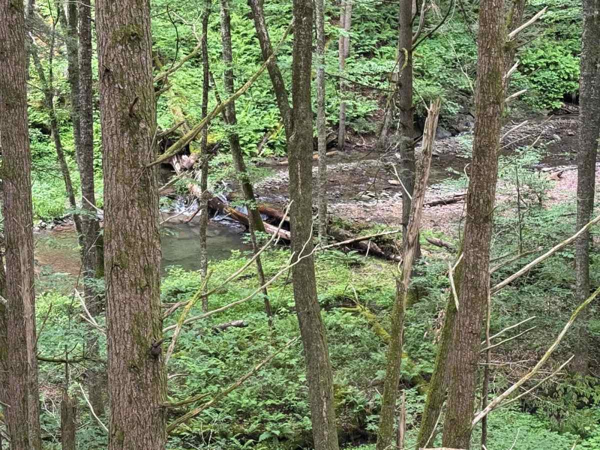 West Trout Brook Road photo 6