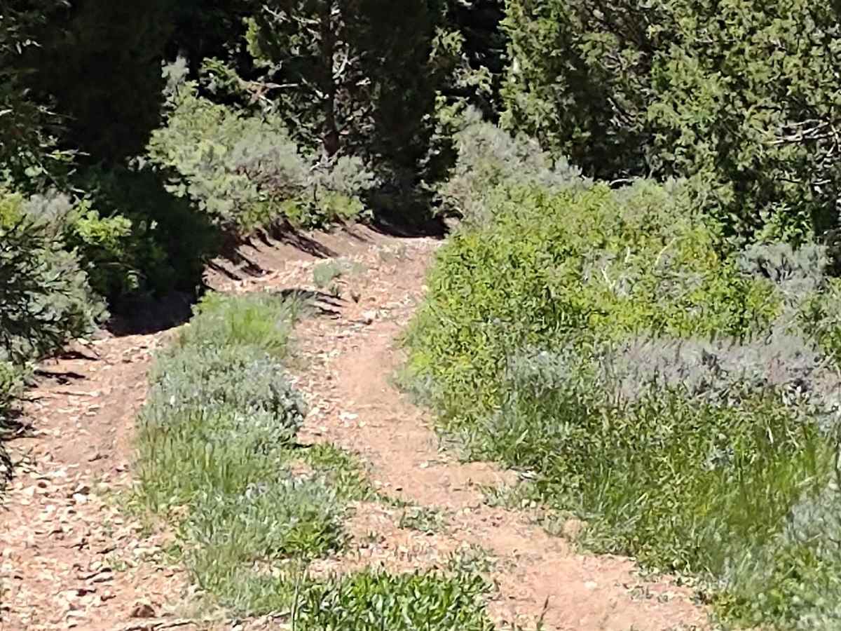 Sheepherder's Park (FS# 41080) photo 6