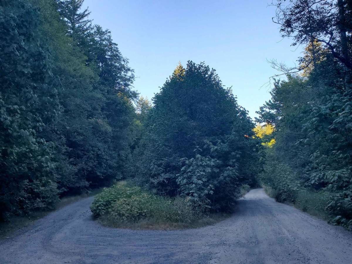 Deep Forest Connection Road photo 2