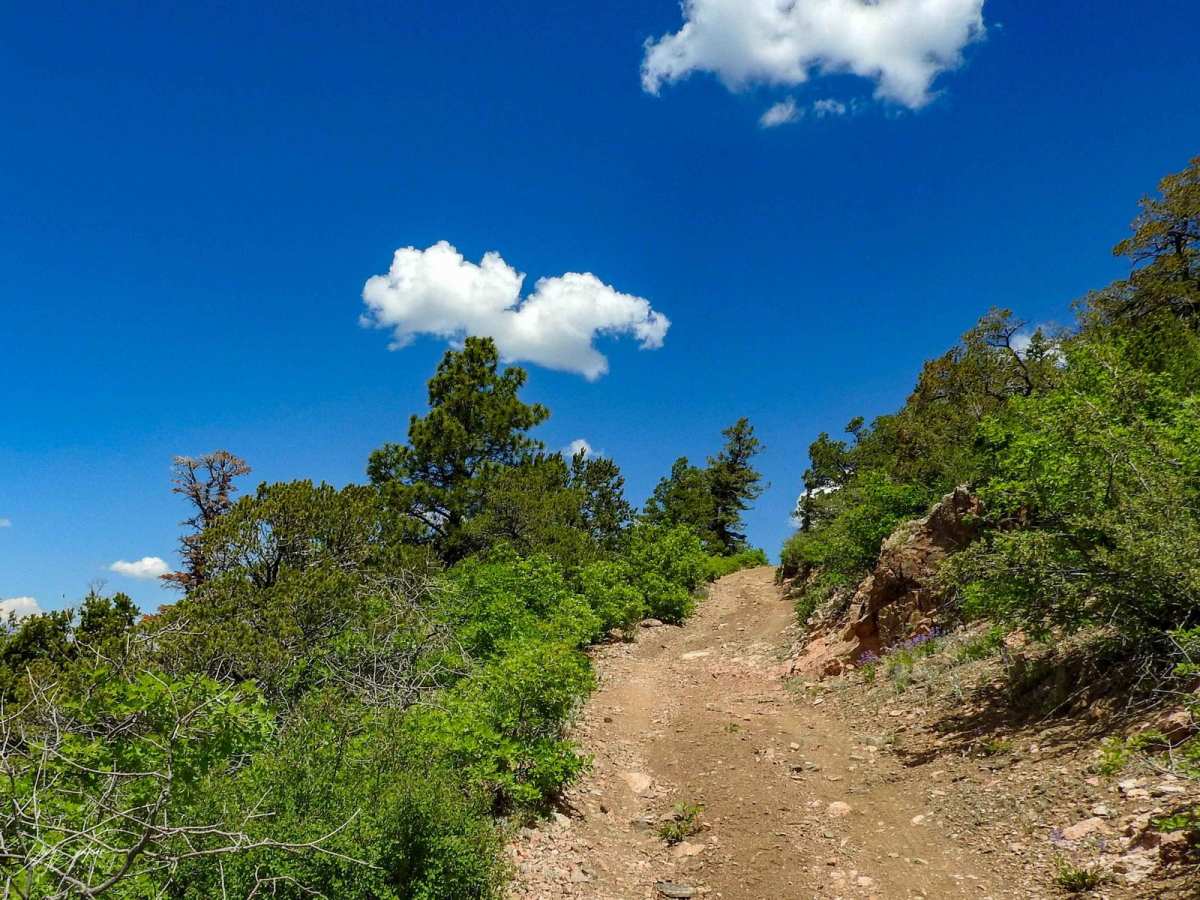 Salt Creek Forest Road 409 photo 3