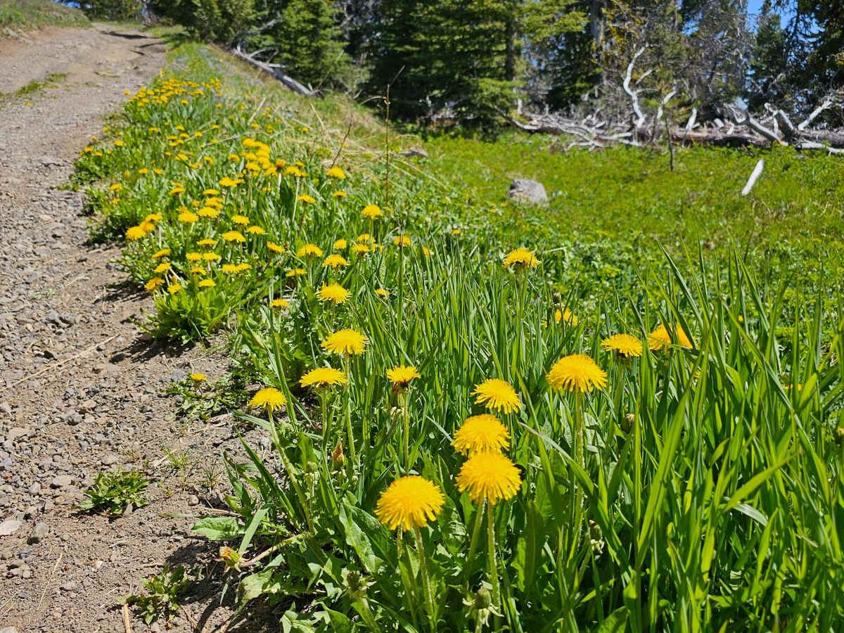 Hat Creek Road photo 5