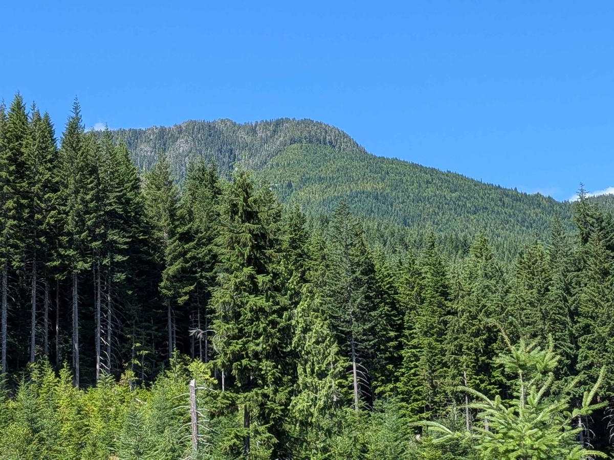 Nimpkish Main South photo 4