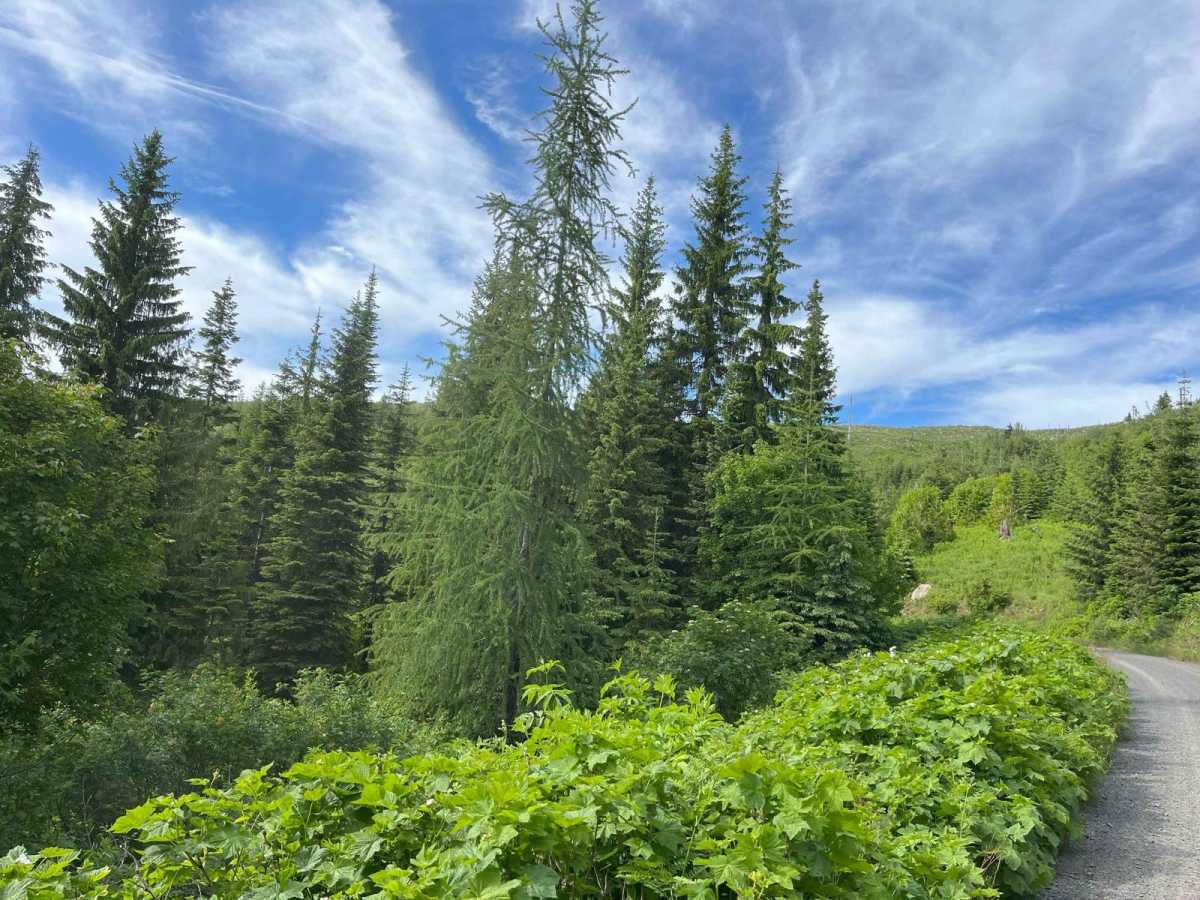 Bovill - Hemlock Butte photo 5