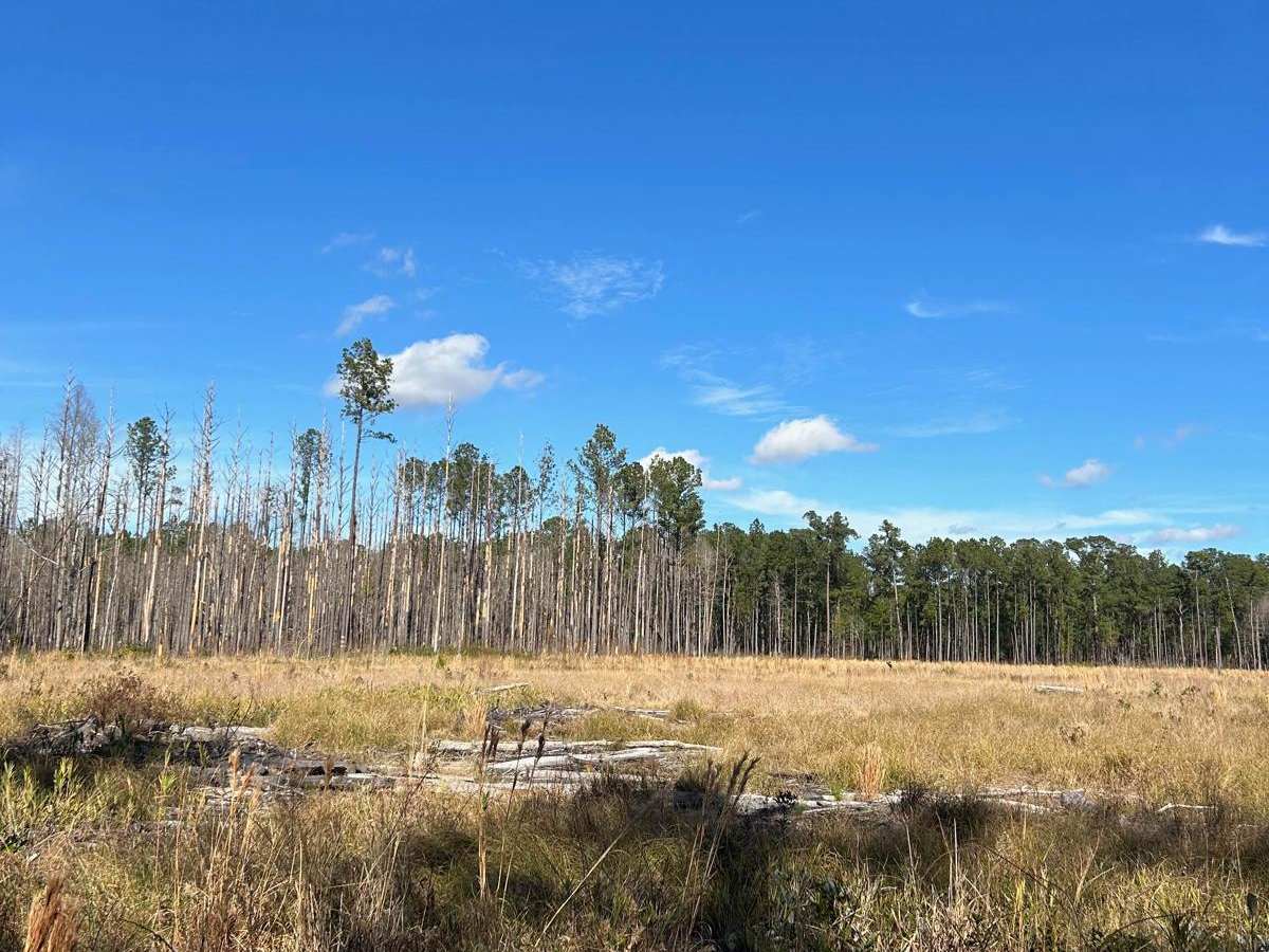 Yellow Jacket Road - FSR 159 photo 6