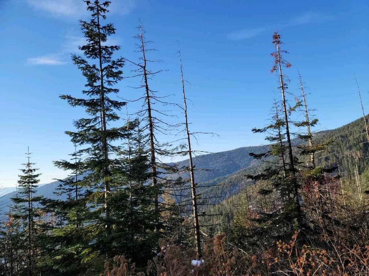 Sherlock Peak Byway trail photo