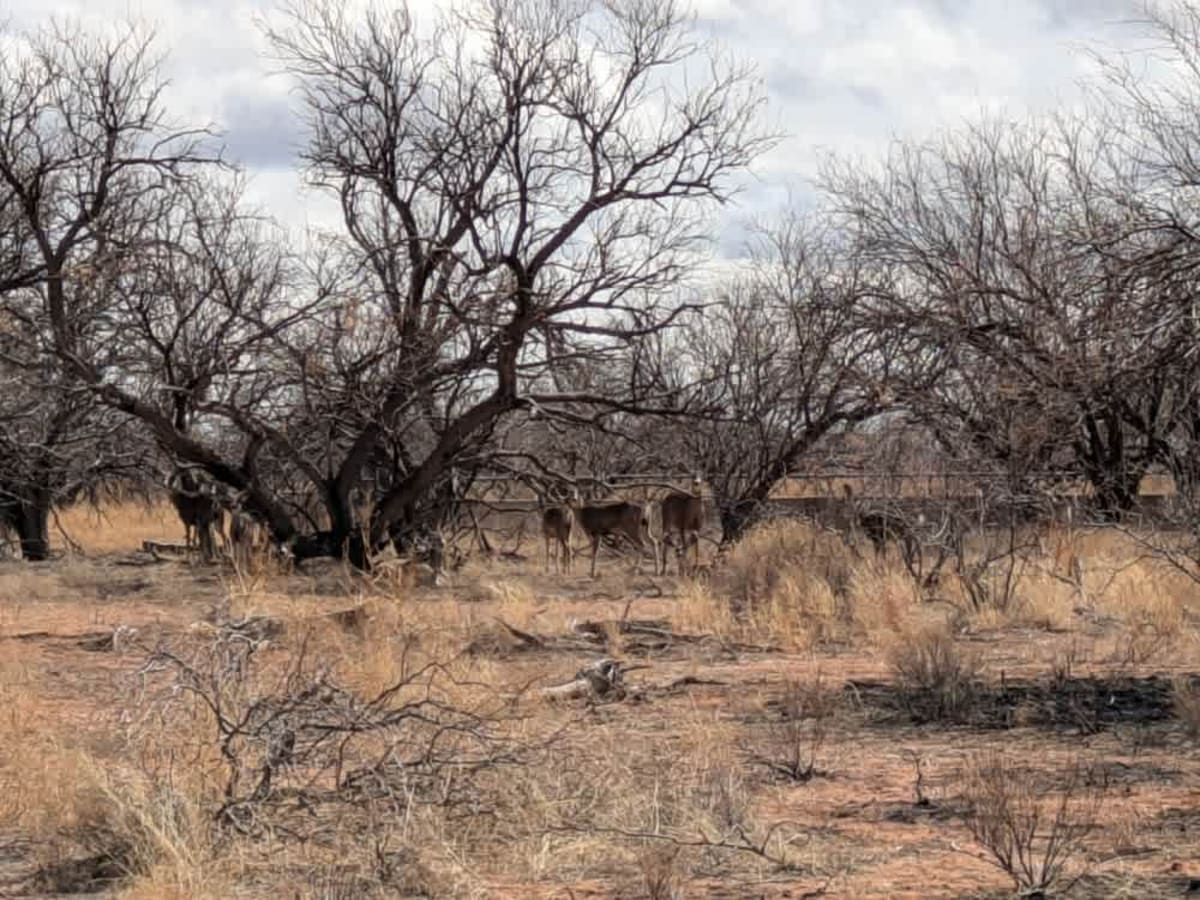 Pronghorn Tour Loop Road trail photo