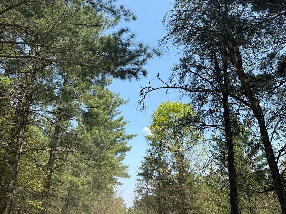 Shaker Trail photo 5