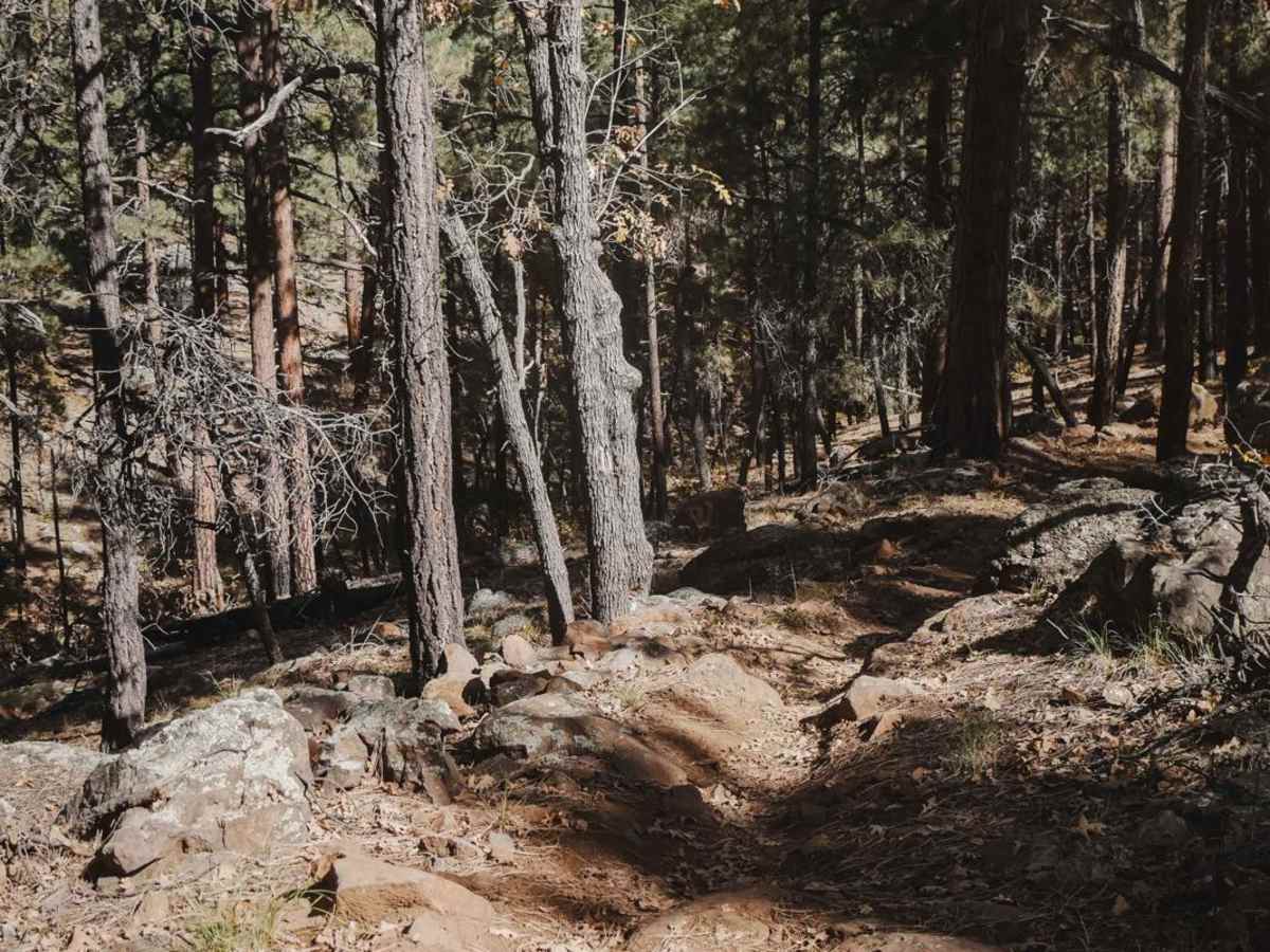 Jump trail photo