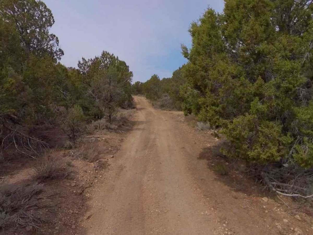 Dixie National Forest-FR31014 trail photo
