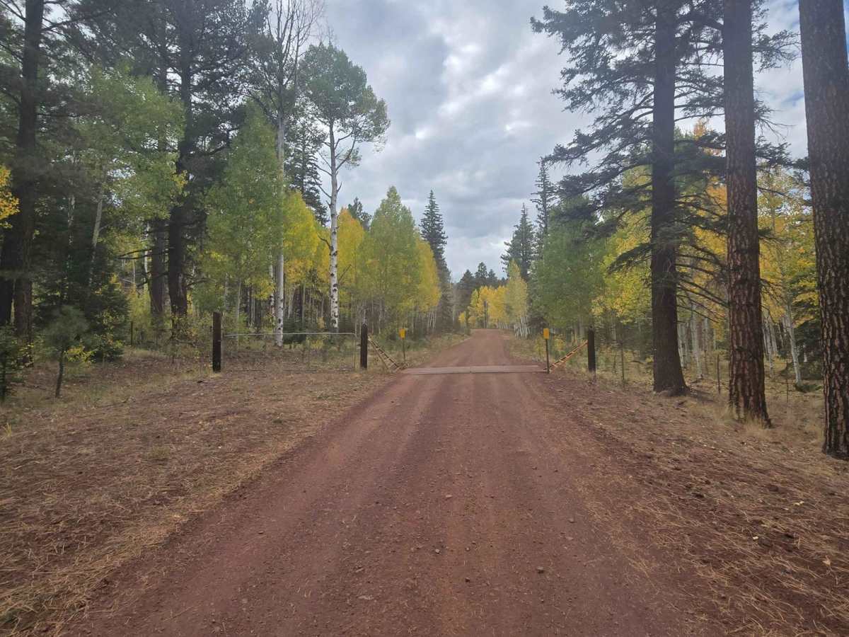 Hall Creek Road photo 3