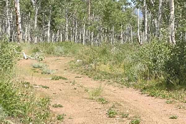 Monroe Mountain Road Spur Loop (FS 41178)