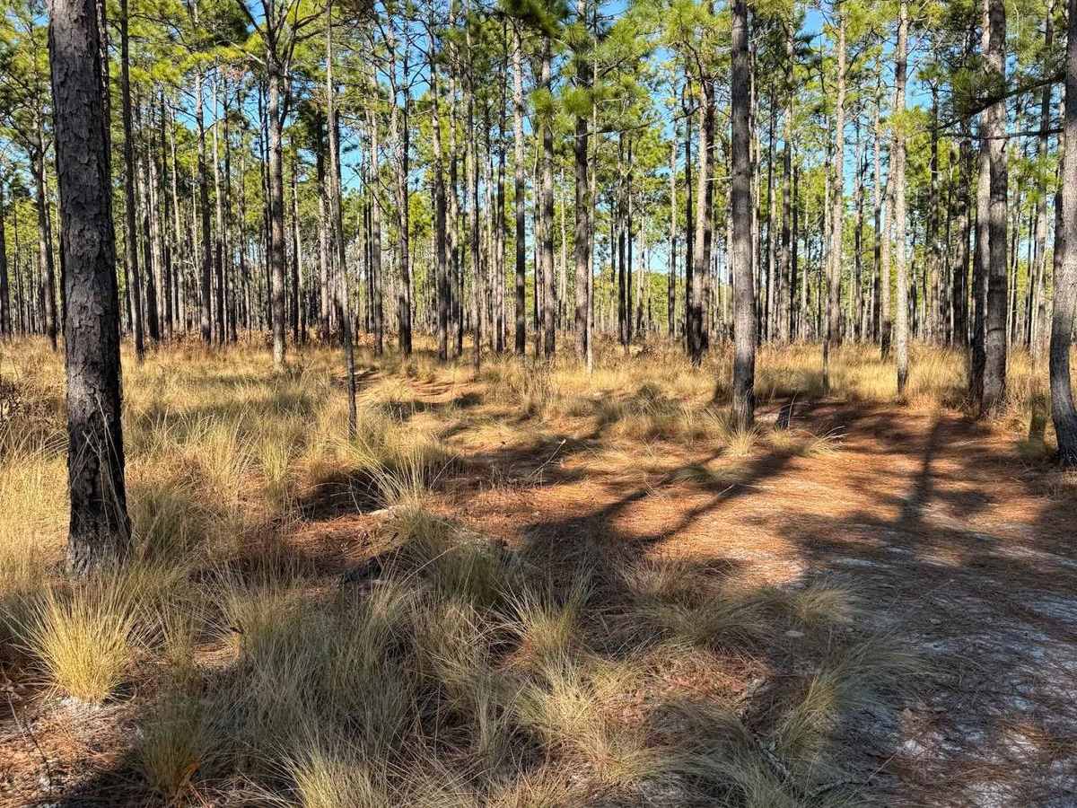 Pettiford Creek Trail 6 photo 6