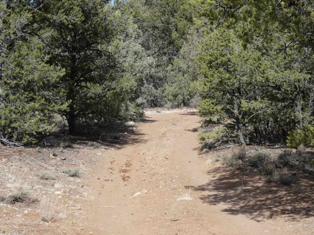 La Madera Loop FSR-222E photo 4
