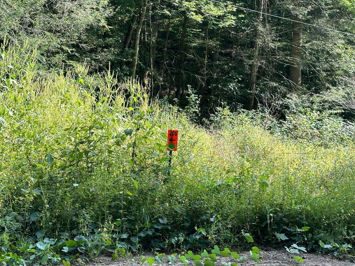 206 trail photo