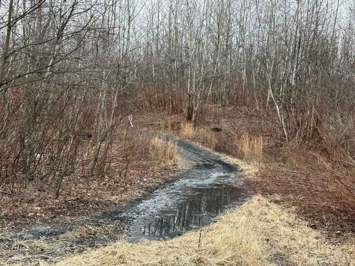 Locust Gap 13 photo 5